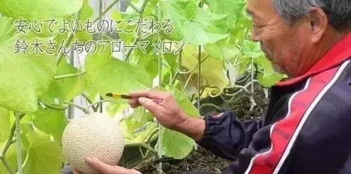 真实吃瓜娱乐,揭秘明星们的真实瓜料大揭秘